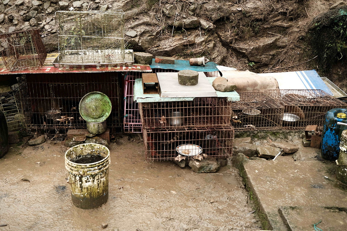 農地上還有多只關動物的鐵籠。 圖：新北市動保處提供