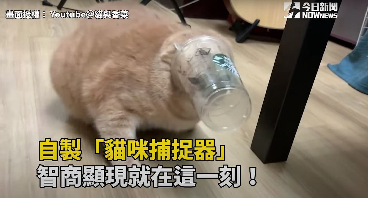 貓咪各有自己獨特的個性，而牠們唯一共同擁有的罩門就是：食物！ 圖／Youtube＠貓與香菜
