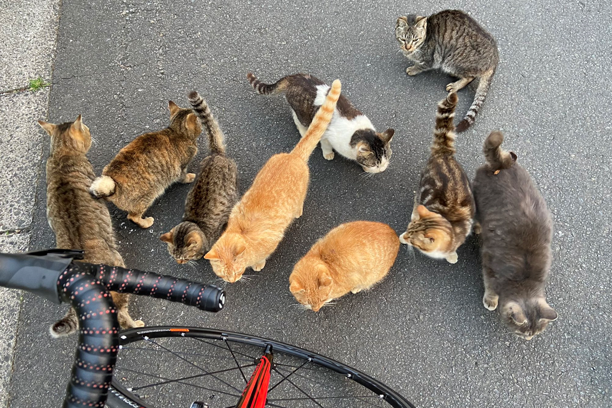 日本推主騎自行車，竟遇上一群惡霸肥貓！ 圖／Twitter@sht_stars