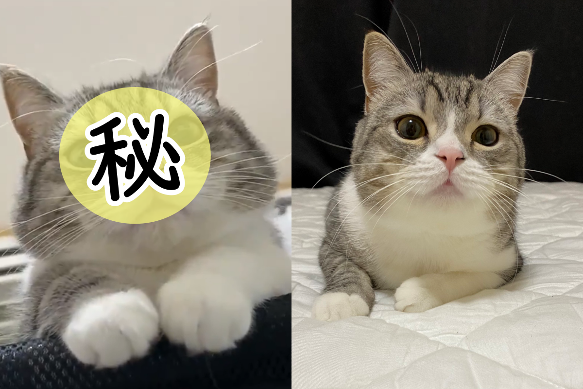 日本推主不小心睡過頭，眼前竟出現大貓臉。 圖／Twitter@catmotimaru