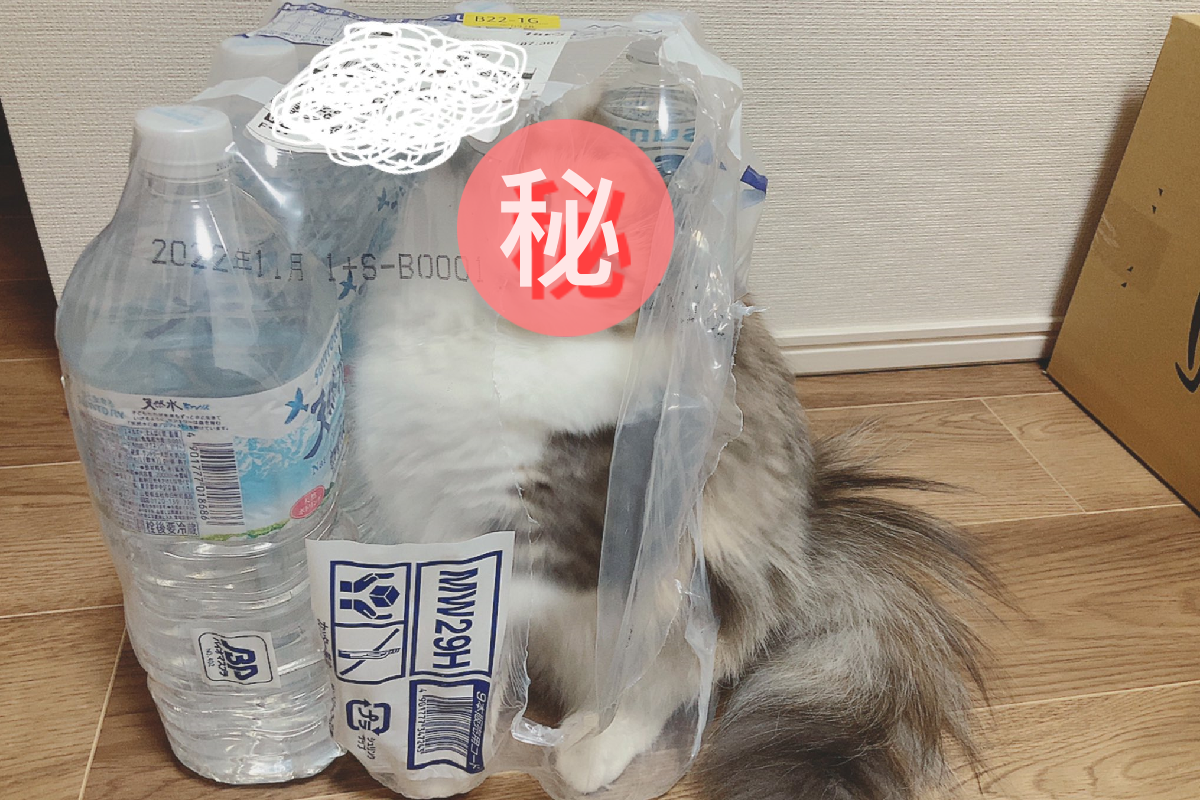 頭上的毛色分布非常特別。 圖：取自Twitter＠hotatechi