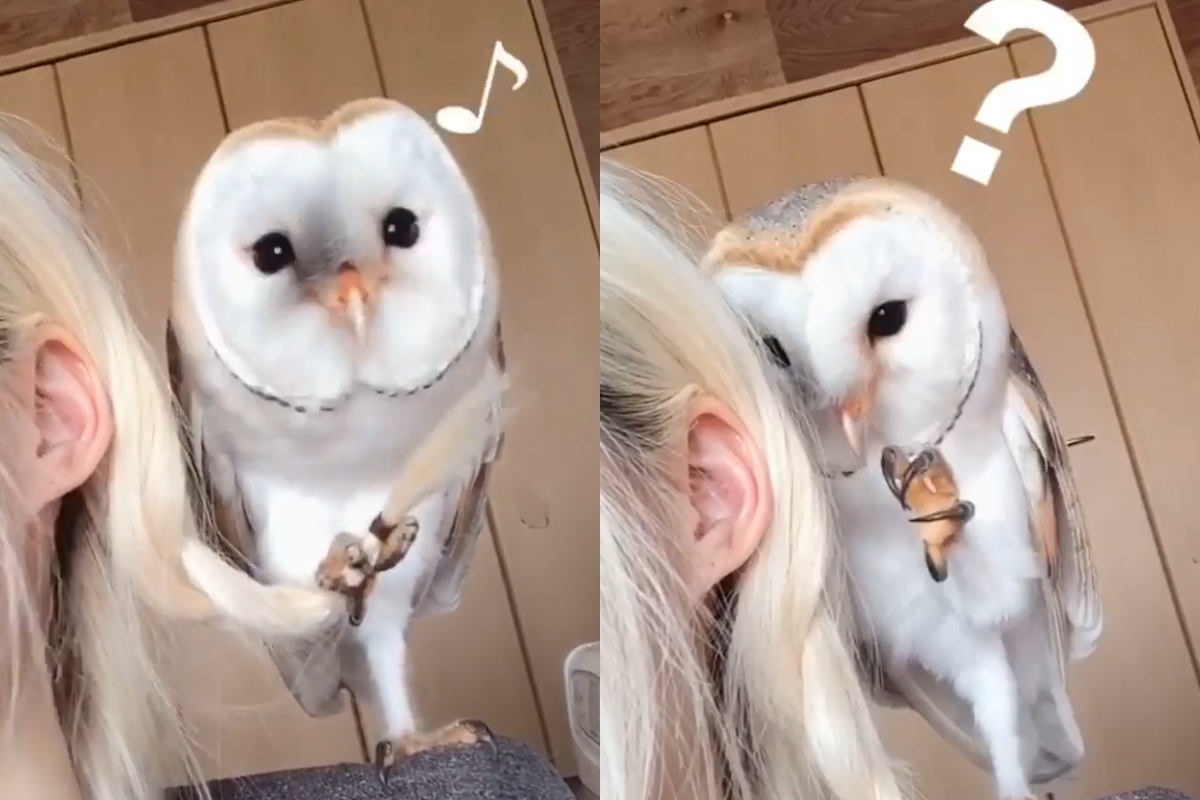 換隻腳抓也抓不到！ 圖：取自Instagram＠cheek.po