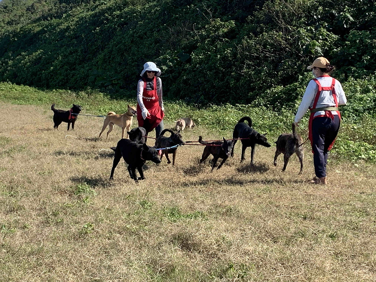 新北動物之家毛寶貝自由自在無拘束地奔放，開心享受歡樂時光。 圖：新北市動保處提供