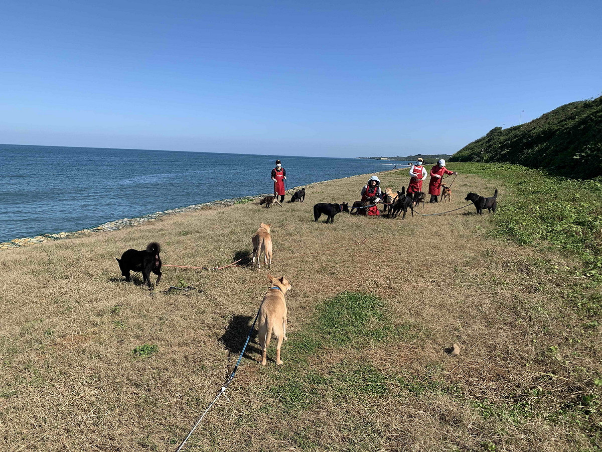 淡水動物之家每天提供毛寶貝藍天、白雲、陽光綠地。 圖：新北市動保處提供