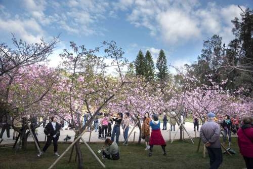 新竹公園有850棵櫻花樹，目前有8成盛開。 圖：新竹市政府／提供