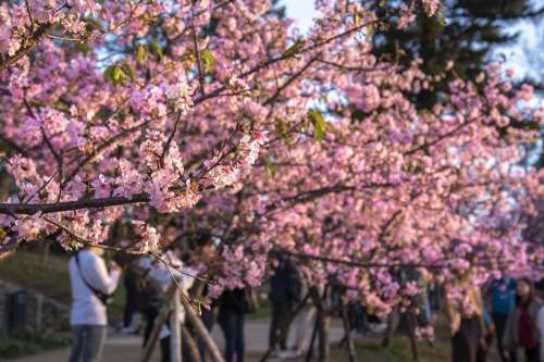 新竹公園有850棵櫻花樹，目前有8成盛開。 圖：新竹市政府／提供