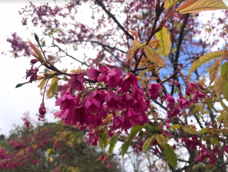 如當遊樂區入園人數已趨近管制人數時，該轉乘點也將停止販售入園門票及轉乘車票。 圖：林管處／提供