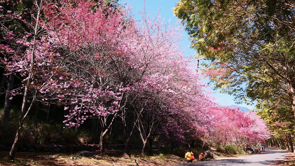 武陵農場櫻花正盛開。 圖:台中市政府觀旅局/提供