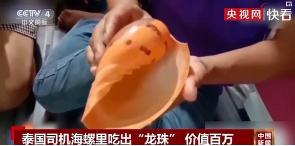 美樂珠從海螺中發現的機率只有幾千分之一的機率。 圖 : 翻攝自央視網