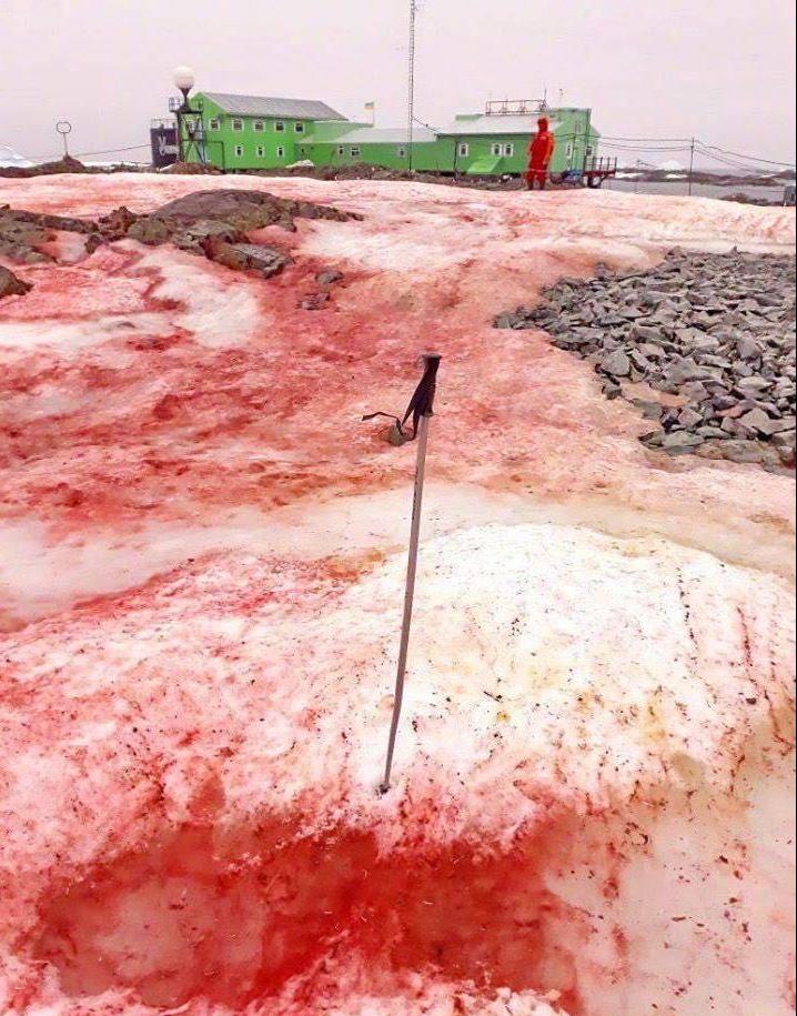 近日南極科考站附近出現了一兩張照片，圖片中雪色竟呈現「綠色」與「紅色」的樣子，與原先雪白色的模樣大不相同。 圖：翻攝自環球網