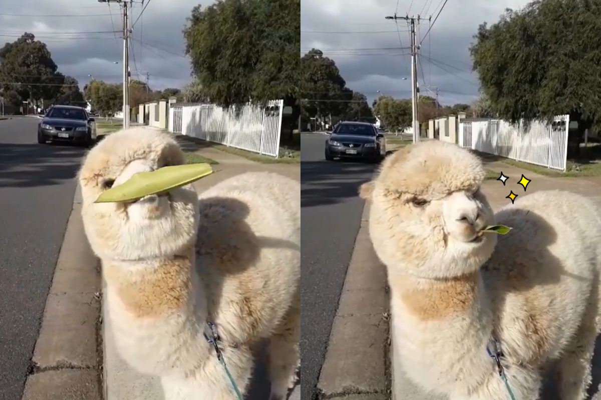 葉子太大吃不了，羊駝施展唇舌功夫輕鬆解決吃乾淨！ 圖／Instagram＠alfie_the_alpaca_in_adelaide