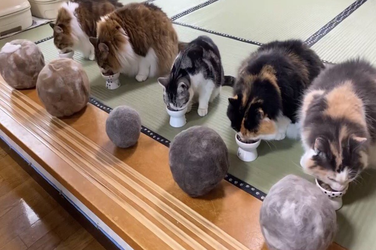 日本一名飼主花了快五年時間幫主子們一一蒐集廢毛，沒想到畫面相當驚人。 圖／twitter＠fEvlBR47iKl5KK6
