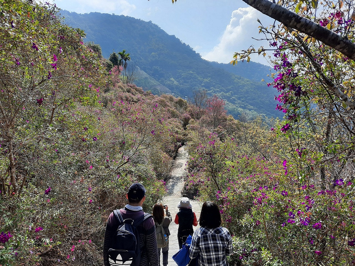 梅嶺風景區的賞梅季過後，還有紫牡丹在梅峰古道艷麗綻放著。 圖：台南觀旅局／提供