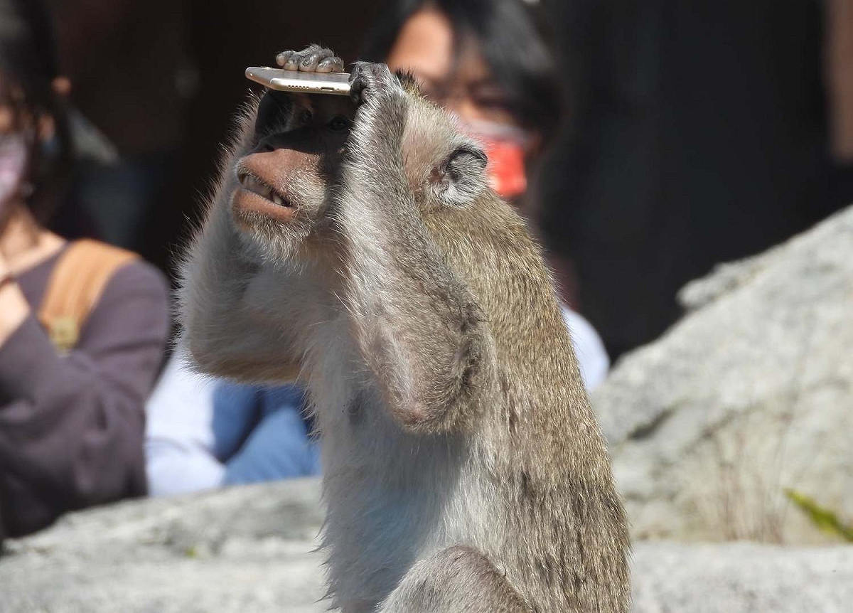 新竹市立動物園裡一隻馬來猴，21日被民眾發現手上正把玩著一支手機，好奇研究、像是在「滑手機」的可愛模樣紛紛被拍下。 圖：翻攝自爆廢公社公開版臉書社團