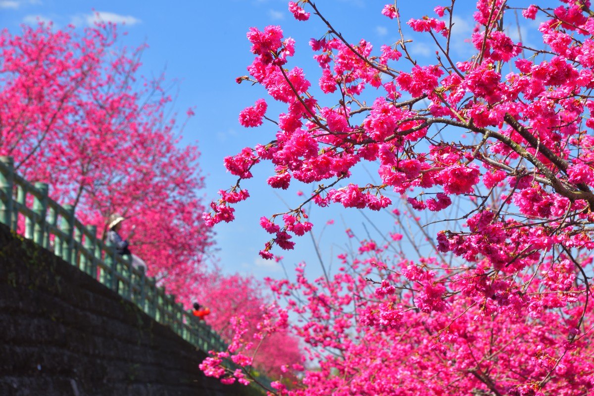 2021年嘉義縣春季賞花景點︰半天岩紫雲寺。 圖：漫步在雲端的阿里山/提供