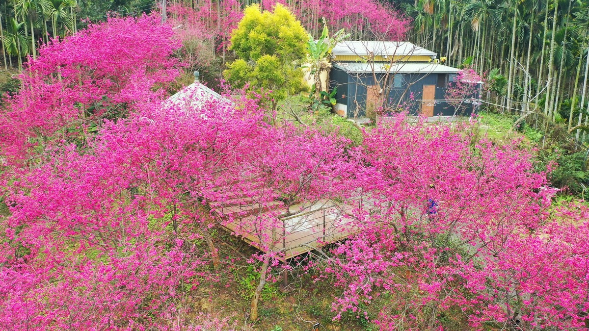 2021年嘉義縣春季賞花景點︰鶯山民宿。 圖：漫步在雲端的阿里山/提供