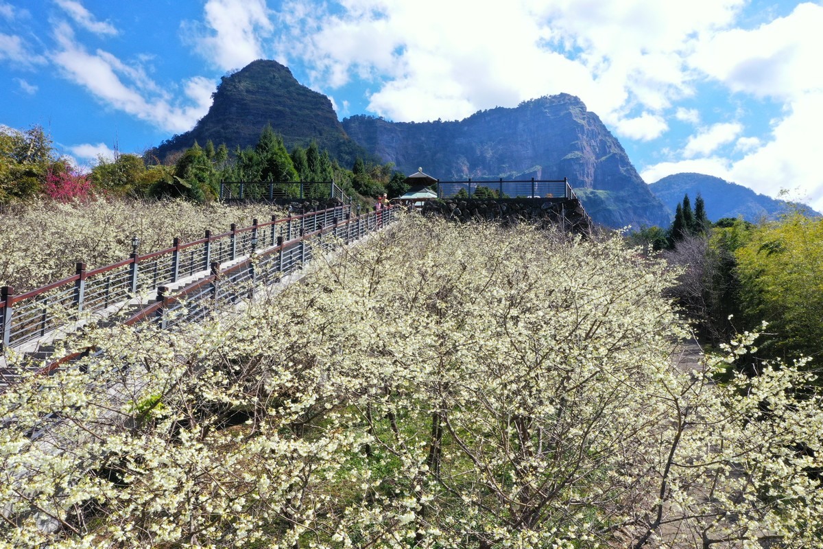 2021年嘉義縣春季賞花景點︰寒溪呢。 圖：漫步在雲端的阿里山/提供