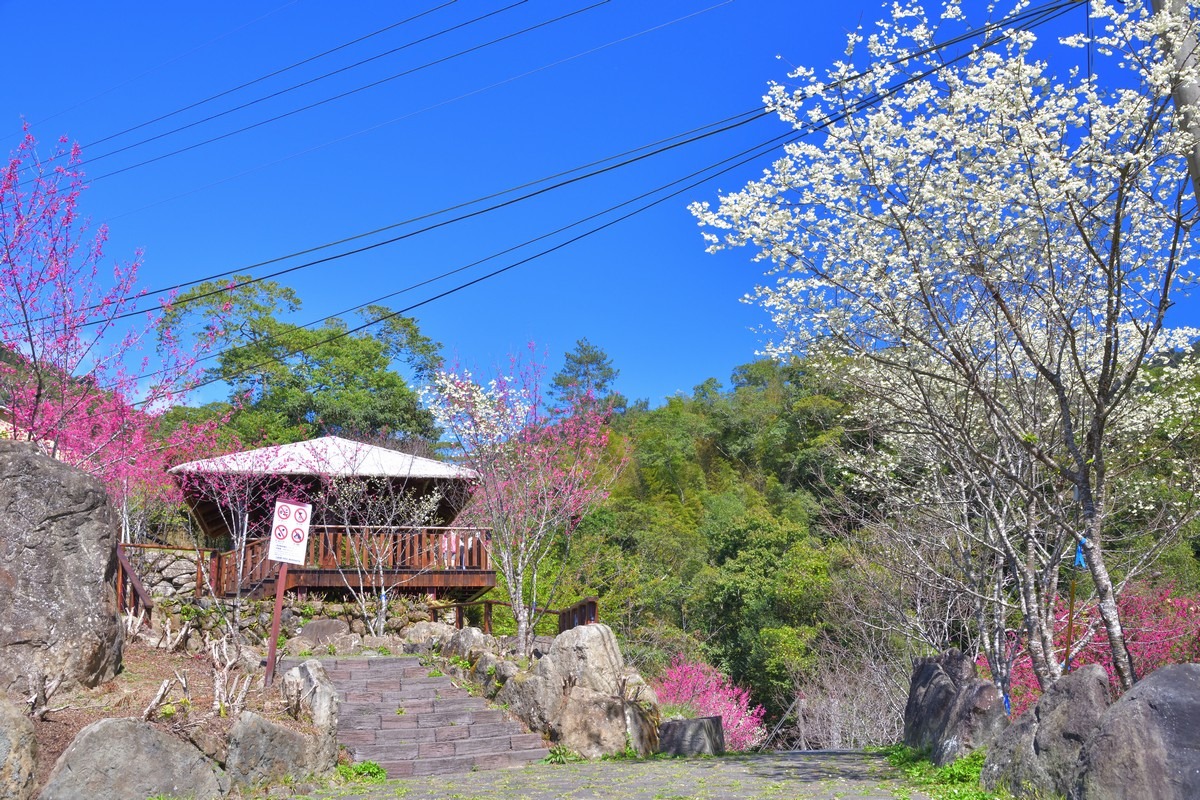 2021年嘉義縣春季賞花景點︰迷糊步道。 圖：漫步在雲端的阿里山/提供