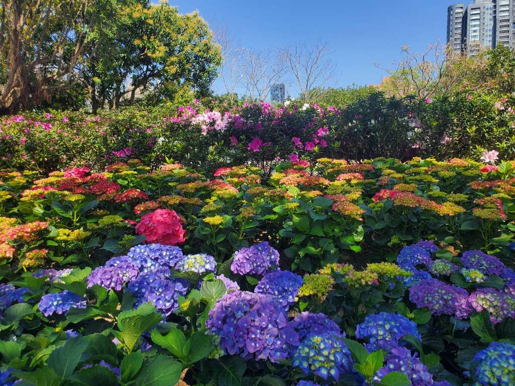 大安森林公園繡球花與杜鵑爭豔。 圖：取自台北旅遊網