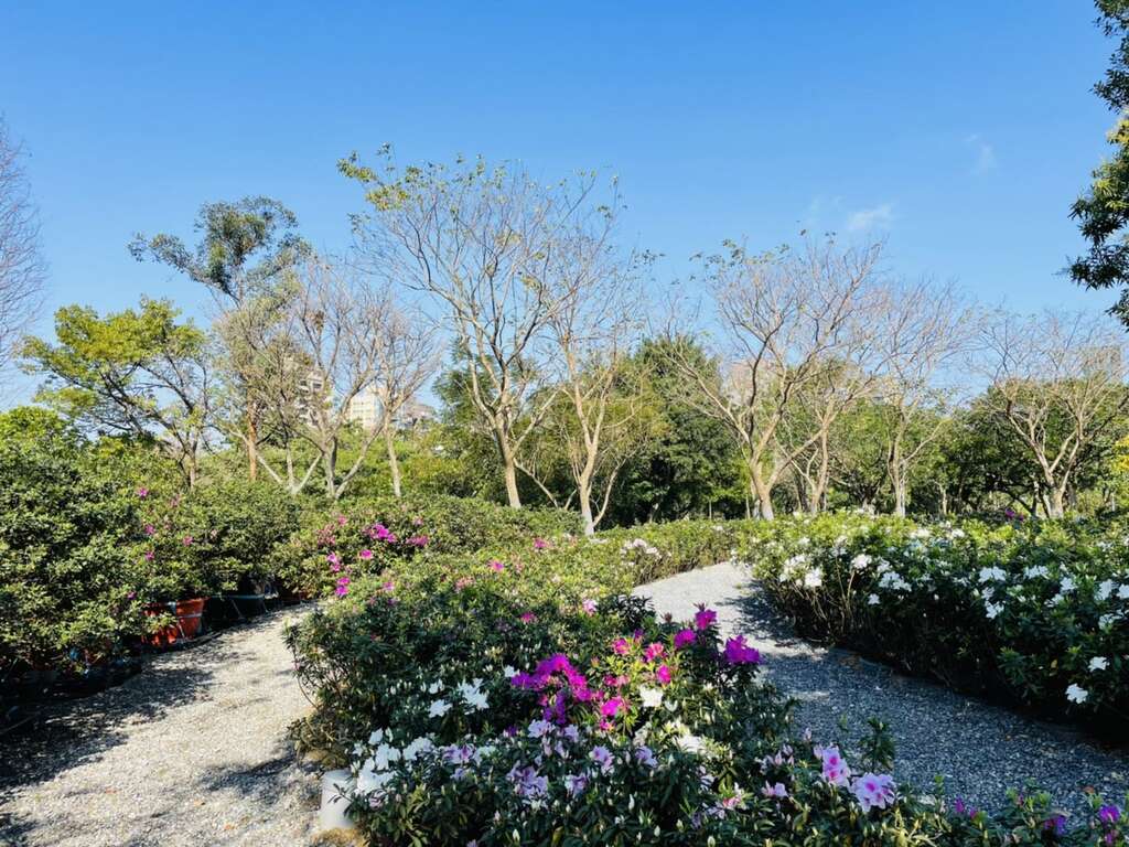 杜鵑冶園各色杜鵑即將盛開。 圖：取自台北旅遊網