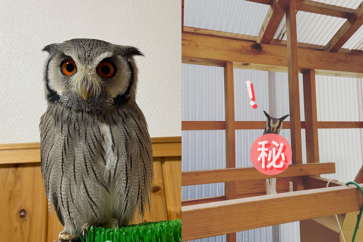 貓頭鷹受驚後大變身，長得完全不一樣！ 圖／Instagram＠afukono1024