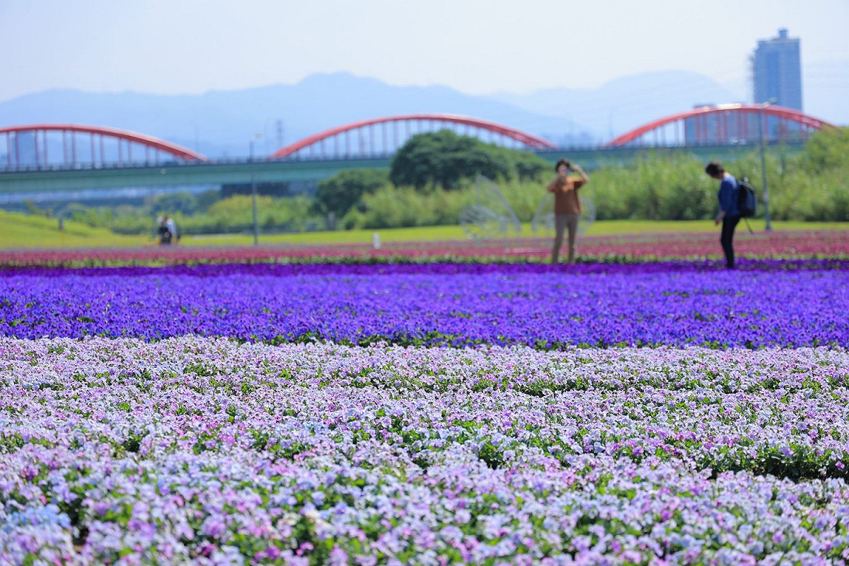 古亭河濱紫色花海打造出媲美日本芝櫻般綿延不絕的地毯花海。 圖：取自台北市政府全球資訊網