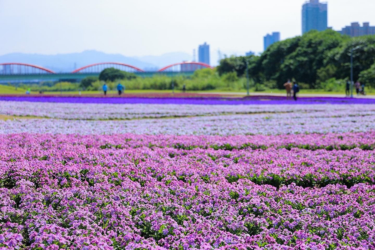 香堇菜滿開，一串紫、羽葉薰衣草也隨著天氣回暖而盛開。 圖：取自台北市政府全球資訊網
