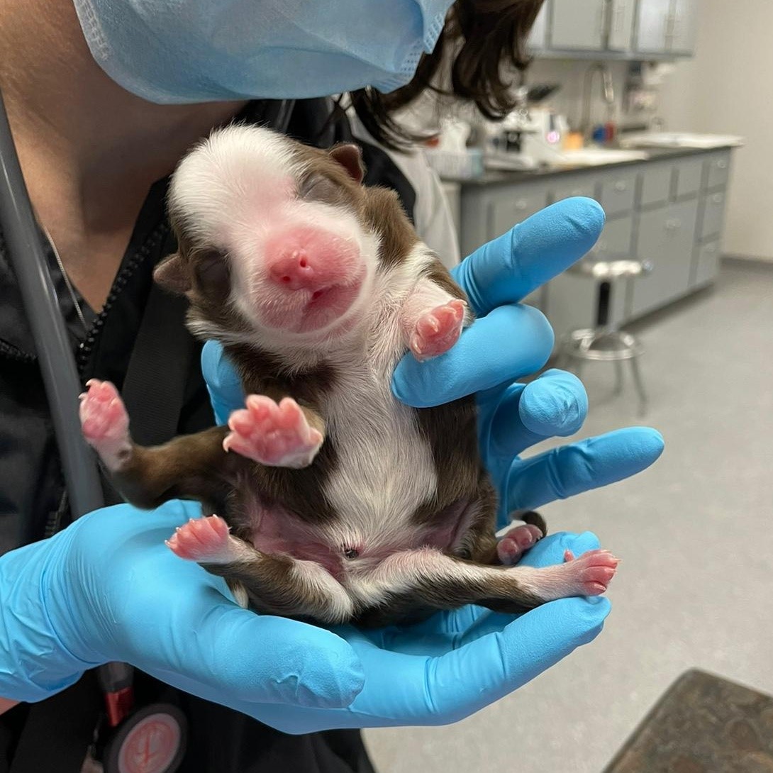 美國奧克拉荷馬州1家獸醫院接生到1隻6腳混種邊境牧羊犬，取名「船長」，牠健康狀況良好，創下全球首例。 圖：翻攝自Neel Veterinary Hospital 臉書