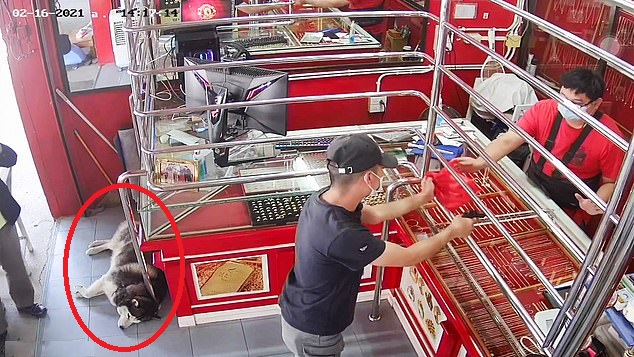 泰國一間珠寶銀樓，日前於店內發生一場「假搶劫」，其店狗哈士奇仍在旁昏睡的模樣，讓老闆和網友都被逗笑了。 圖：翻攝自臉書