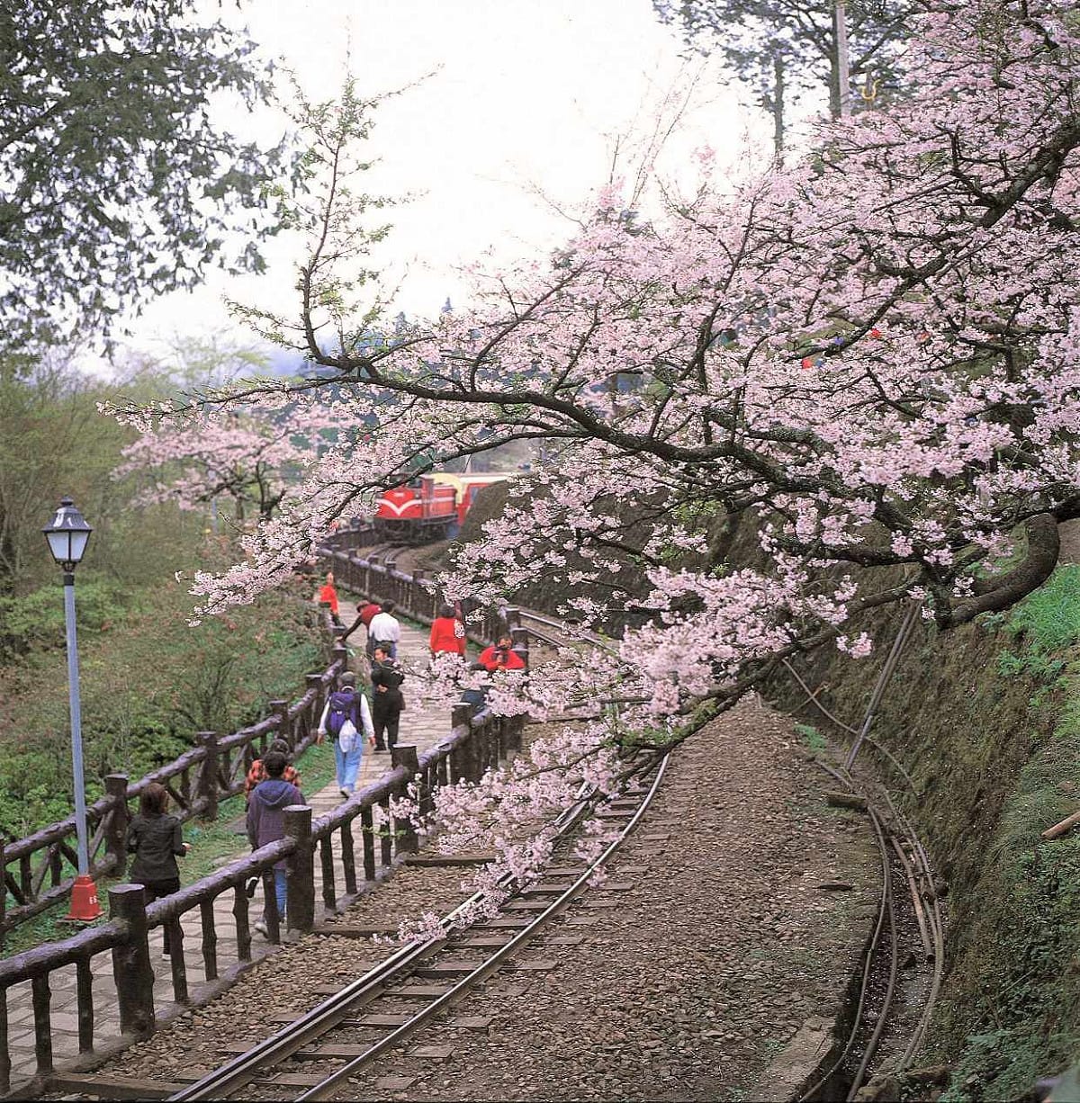 228三天連續假期，嘉義縣政府推3天2夜6大遊程，圖為阿里山鐵道櫻花。 圖：嘉義縣政府/提供