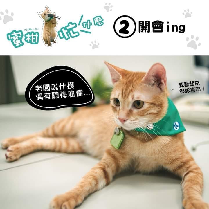 貓站長蜜柑的專屬哏圖。 圖：翻攝陳其邁臉書