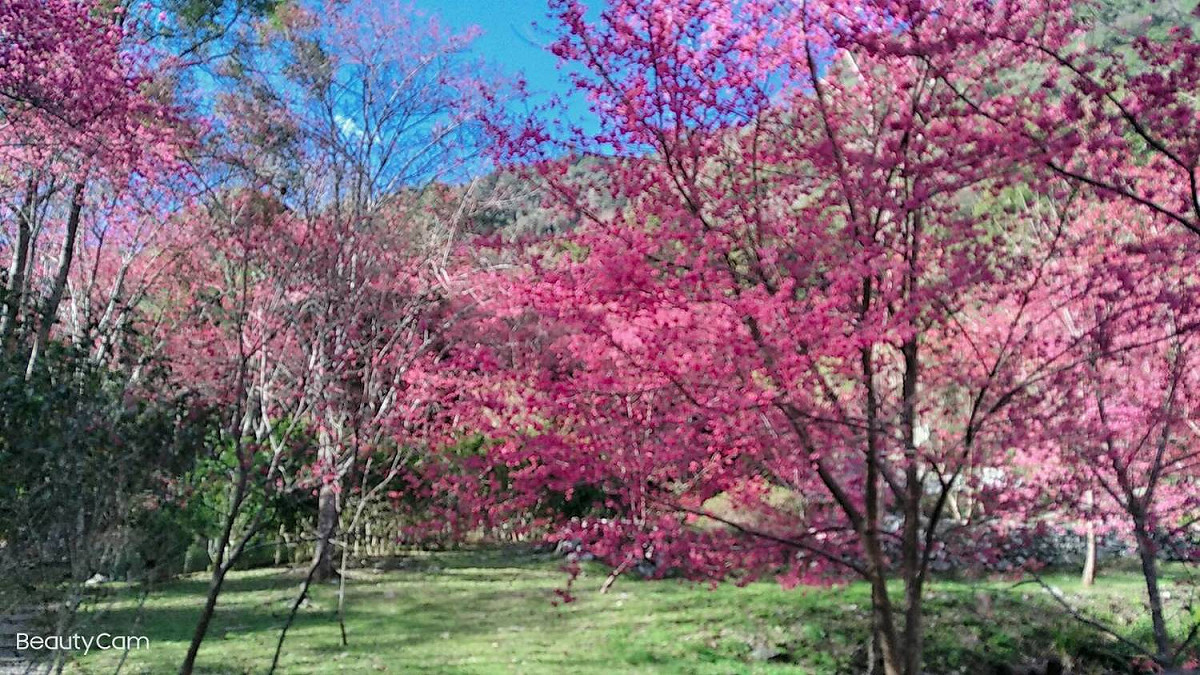 八仙山櫻花盛開。 東勢林管處提/供