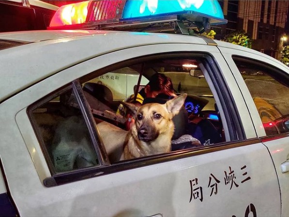 「平安」坐在警車後座。 圖：翻攝Instagram粉絲頁「ping_an1210 」
