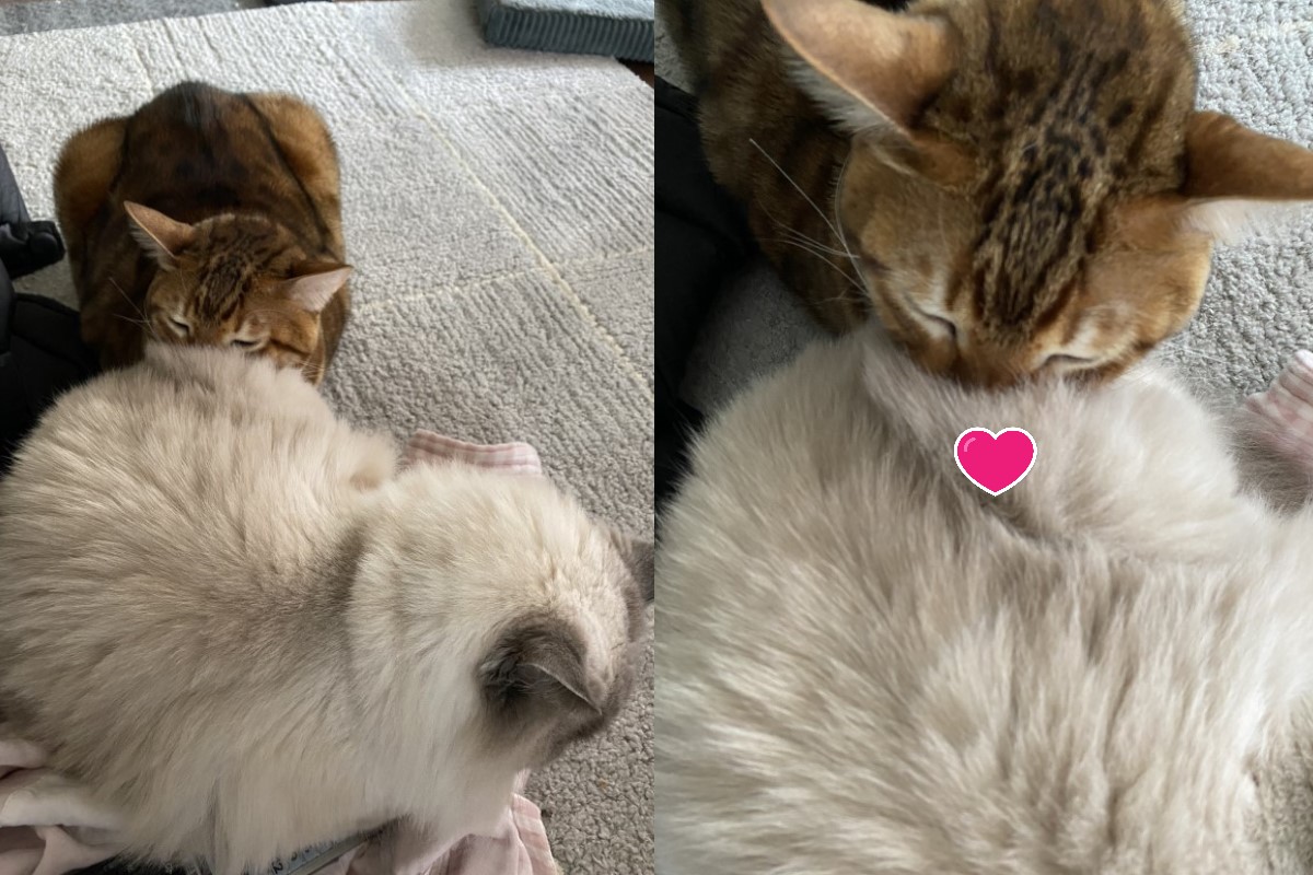 日本一名推主飼養的豹貓也愛「吸貓」。 圖／twitter@hanasandaru
