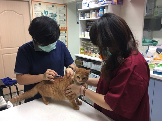 動保處提供高齡犬貓每年1次免費狂犬病及基礎傳染病疫苗預防注射。 圖：新北市動保處提供