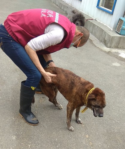 動保員細心照顧老殘疾犬隻。 圖：新北市動保處提供
