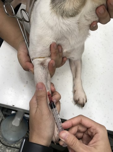 動保處提供高齡犬貓每年1次免費抽血健檢。 圖：新北市動保處提供