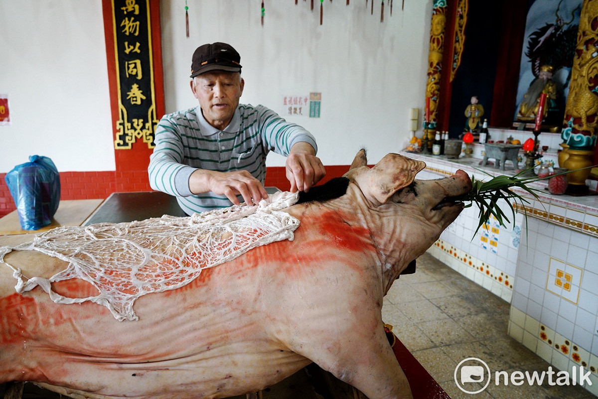 村民們在獻祭白馬尊王的生豬一頭，曹天金還在豬背上鋪上一張豬油網，以示隆重。 圖：張良一/攝
