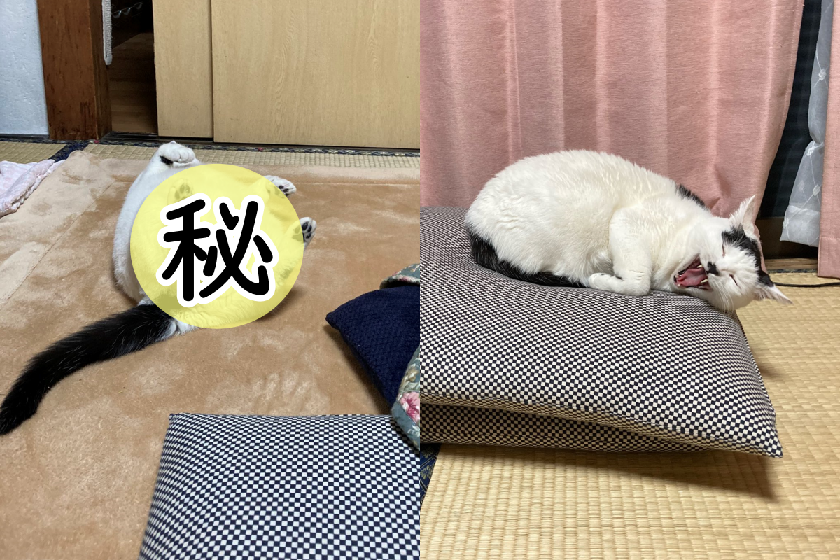 日本推主家的暖爐桌旁竟躺了一隻睡到翻的黑白貓！ 圖／Twitter@tsurukameryu