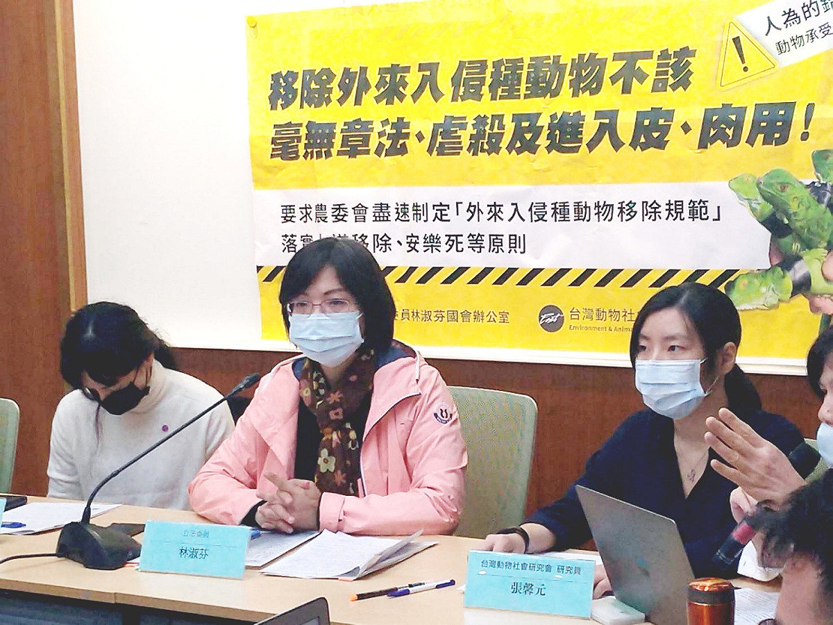 林淑芬上午召開「移除外來入侵種動物不該毫無章法」記者會，會後接受媒體訪問。 圖:陳佩君/攝