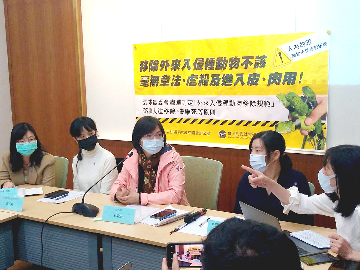 林淑芬與動保團體上午召開「移除外來入侵種動物不該毫無章法」記者會。 圖:陳佩君/攝