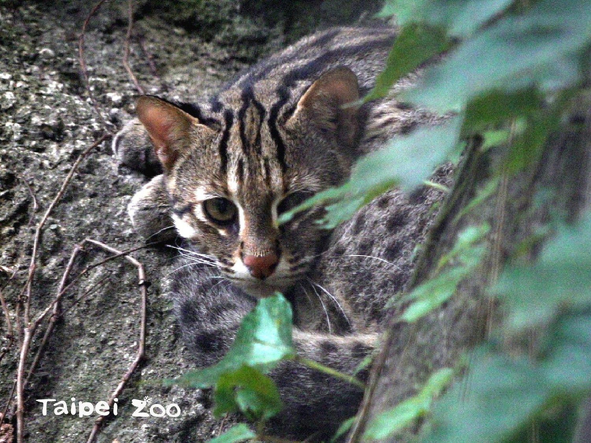 睽違20多年，台北市立動物園在昨日再次迎接石虎寶寶誕生(圖為石虎「小魚」)。 圖：台北市立動物園／提供