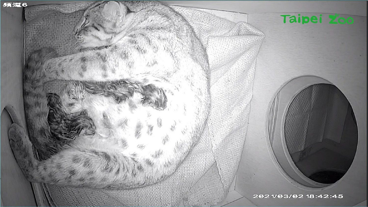 石虎「平平」在昨日產下3隻石虎寶寶。 圖：台北市立動物園／提供