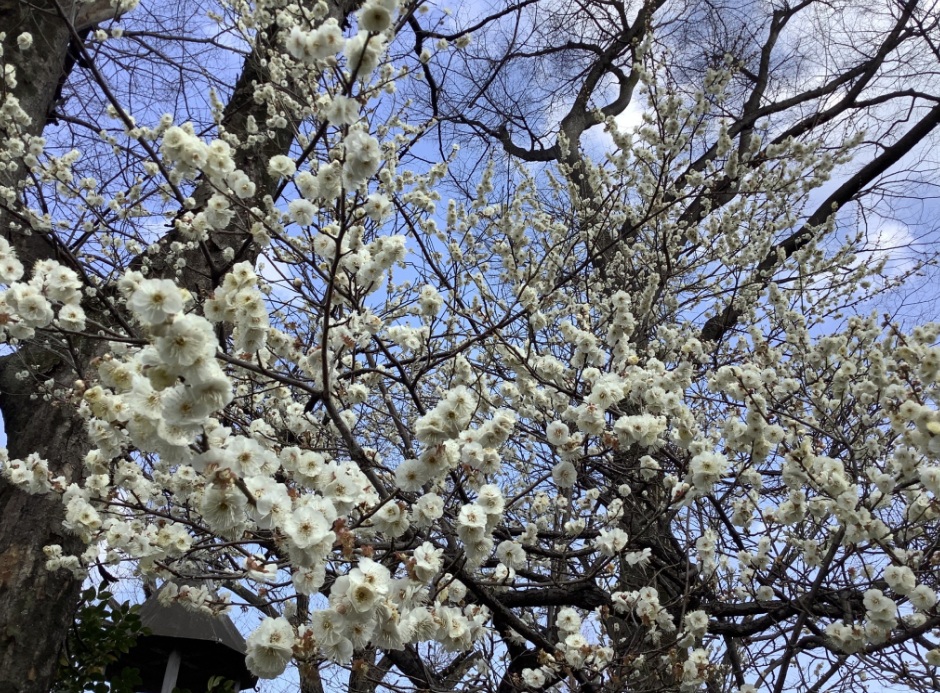 板橋區立赤塚公園的溜池梅林，在妓樓樓門旁的白梅生命力旺盛。 圖：劉黎兒攝