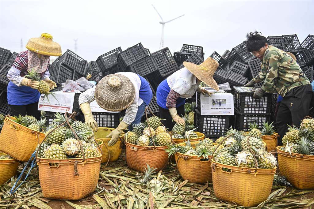 中國以「多次檢出介殼蟲」為由片面宣布禁止進口台灣鳳梨後，開始瘋狂推銷自家鳳梨。 圖：翻攝中新社
