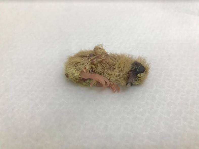 幼鳥在鳥爸媽的照顧下，更有機會在野外生存。 圖：動保處／提供