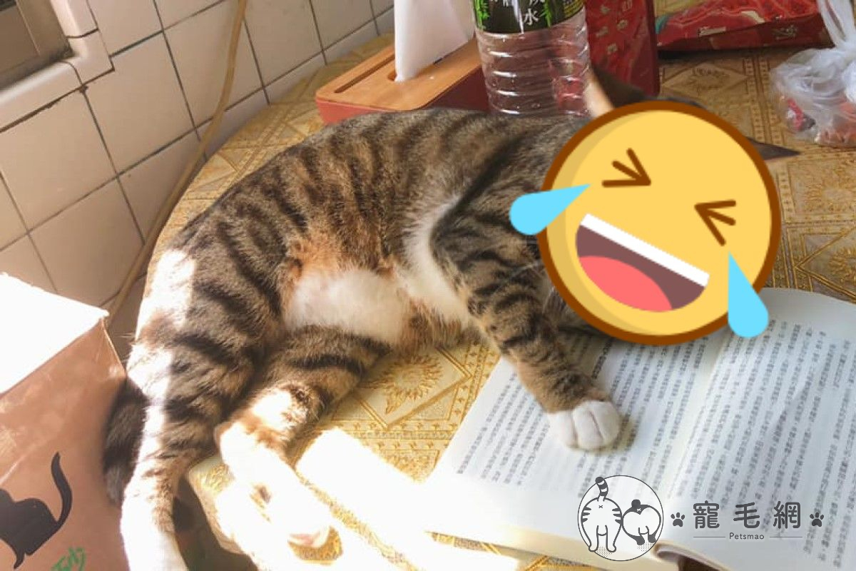 還會擺出各種姿勢求關注。 圖：網友Wei Yi／提供