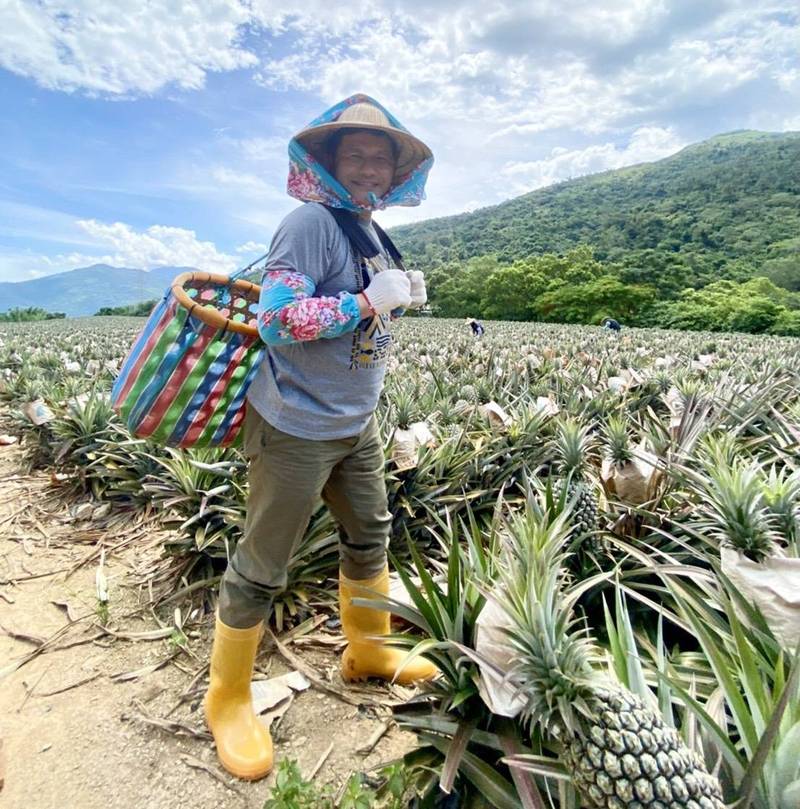 交通部長林佳龍號召交通部各單位認購台灣鳳梨，目前總計認購7.6萬箱。 圖：交通部／提供