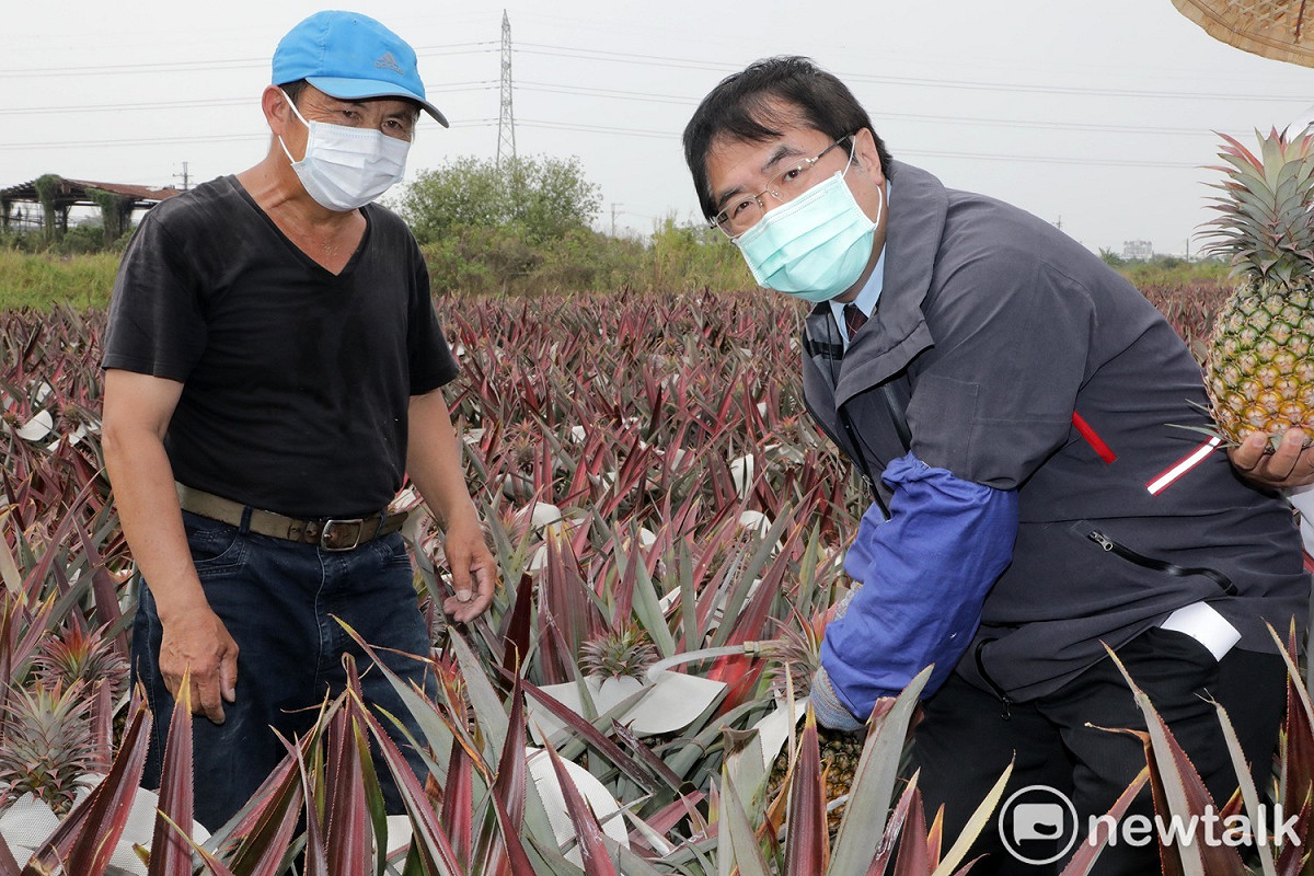 台南市長黃偉哲（右）為了解台南鳳梨生產狀況，今日與市議員郭鴻儀至關廟區鳳梨田園視察，並與鳳梨農交流，傾聽農民心聲。 圖：台南市政府/提供