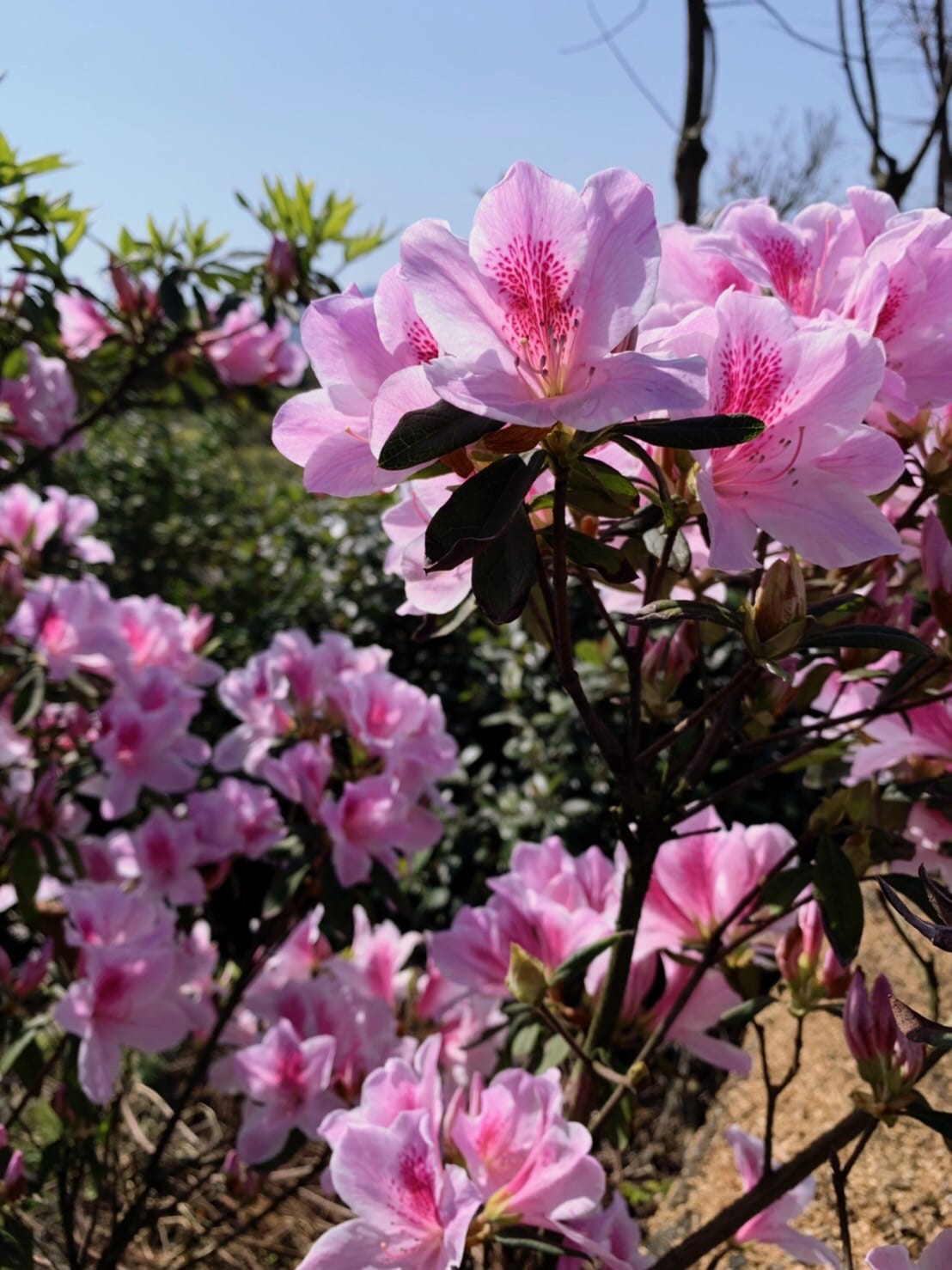 萬金地區杜鵑花期只到3月底。 圖：新北市農業局提供